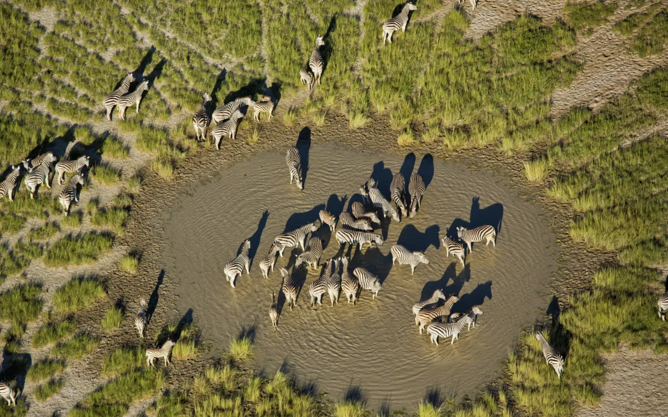 Zebras and wildebeest gathered at waterhole from above, San Camp, Makgadikgadi Pans, Botswana