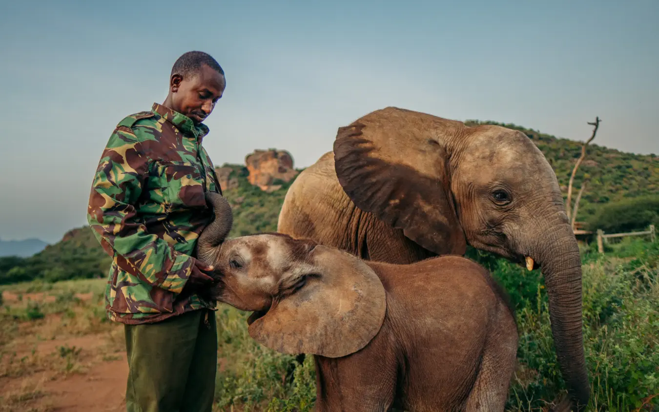 Young caretaker hand-feeding elephant calf with mother in hillside sanctuary, Sarara Camp, Northern Kenya, Kenya