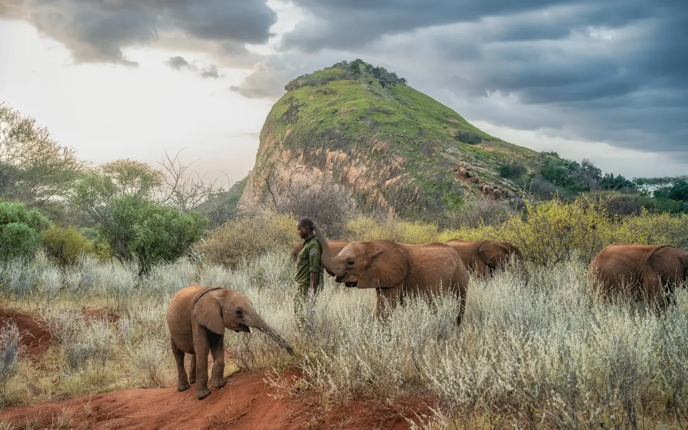 Elephant herd with caretaker walking through scrubland beneath rocky mountain, Sarara Camp, Northern Kenya, Kenya