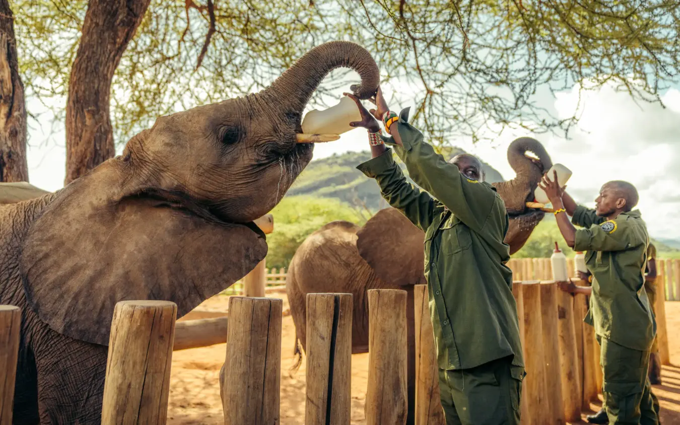 Caretakers hand-feeding young elephants over wooden fence under acacia tree, Sarara Camp, Northern Kenya, Kenya