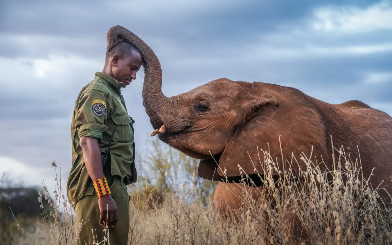 Park ranger with young elephant in dry savanna grassland, Sarara Camp, Northern Kenya, Kenya
