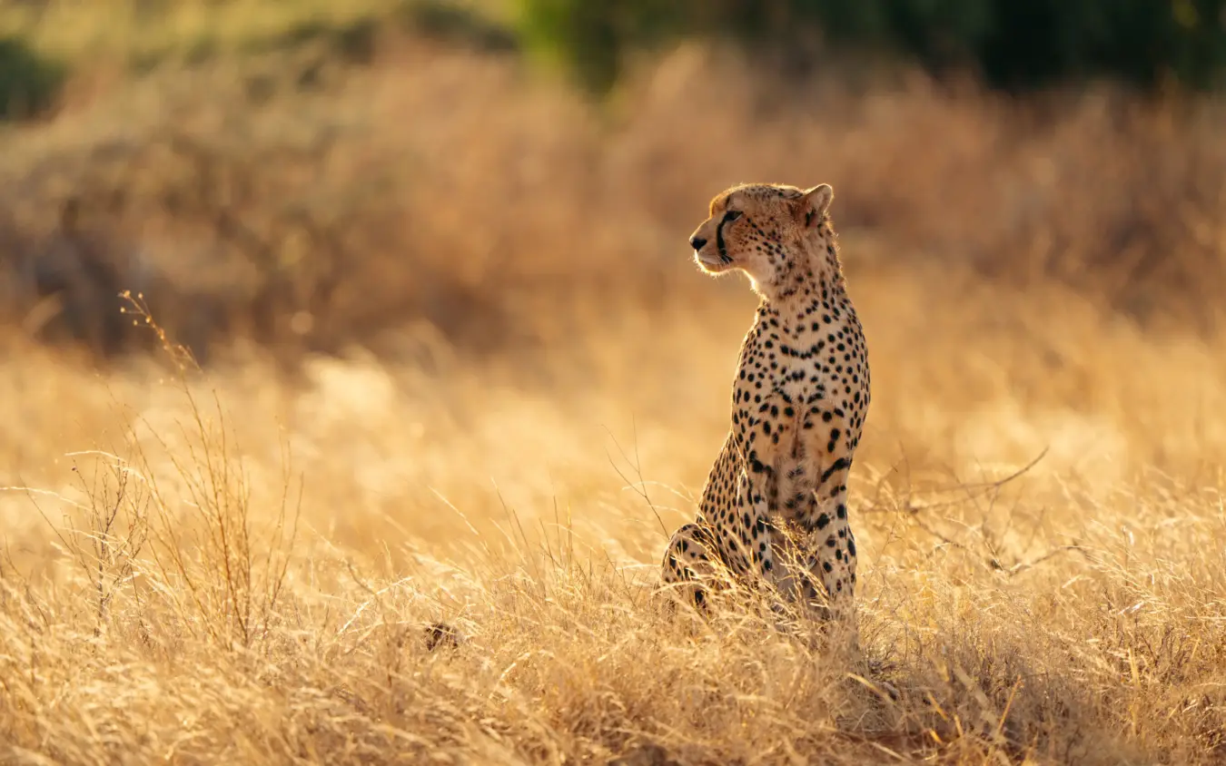 Cheetah standing alert in dry grassland savanna, Sarara Camp, Northern Kenya, Kenya