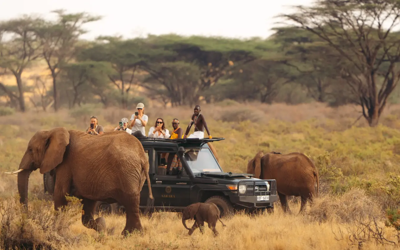 Safari vehicle with tourists observing elephants in golden grassland savanna, Sarara Treehouses, Northern Kenya, Kenya