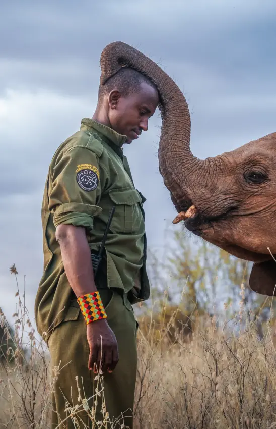Young wildlife ranger with baby elephant in savanna grassland, Sarara Wilderness, Northern Kenya, Kenya