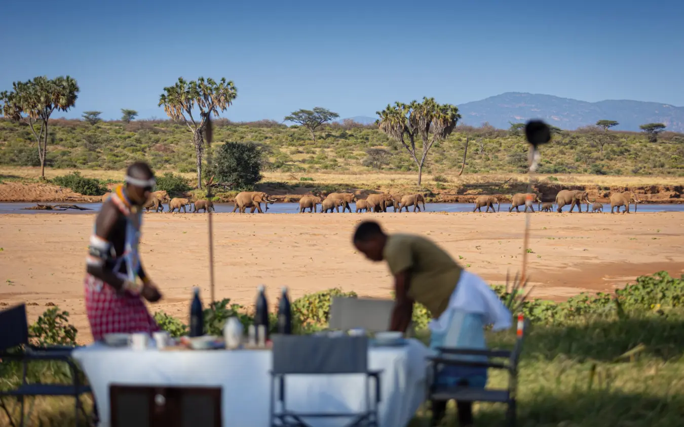 Guests dining al fresco overlooking river with elephant herd crossing, Sarara Wilderness, Northern Kenya, Kenya
