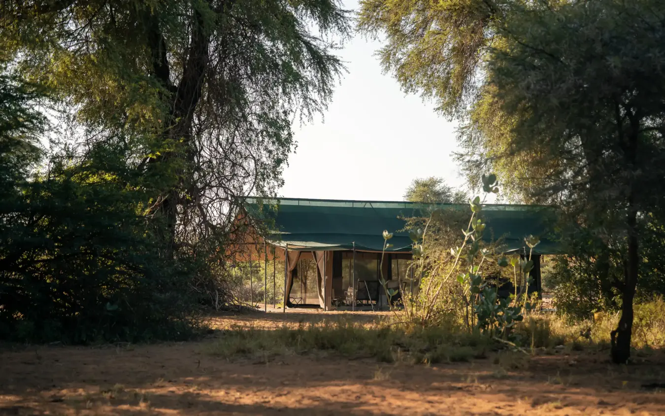 Safari lodge with green roof nestled among acacia trees at golden hour, Sarara Wilderness, Northern Kenya, Kenya