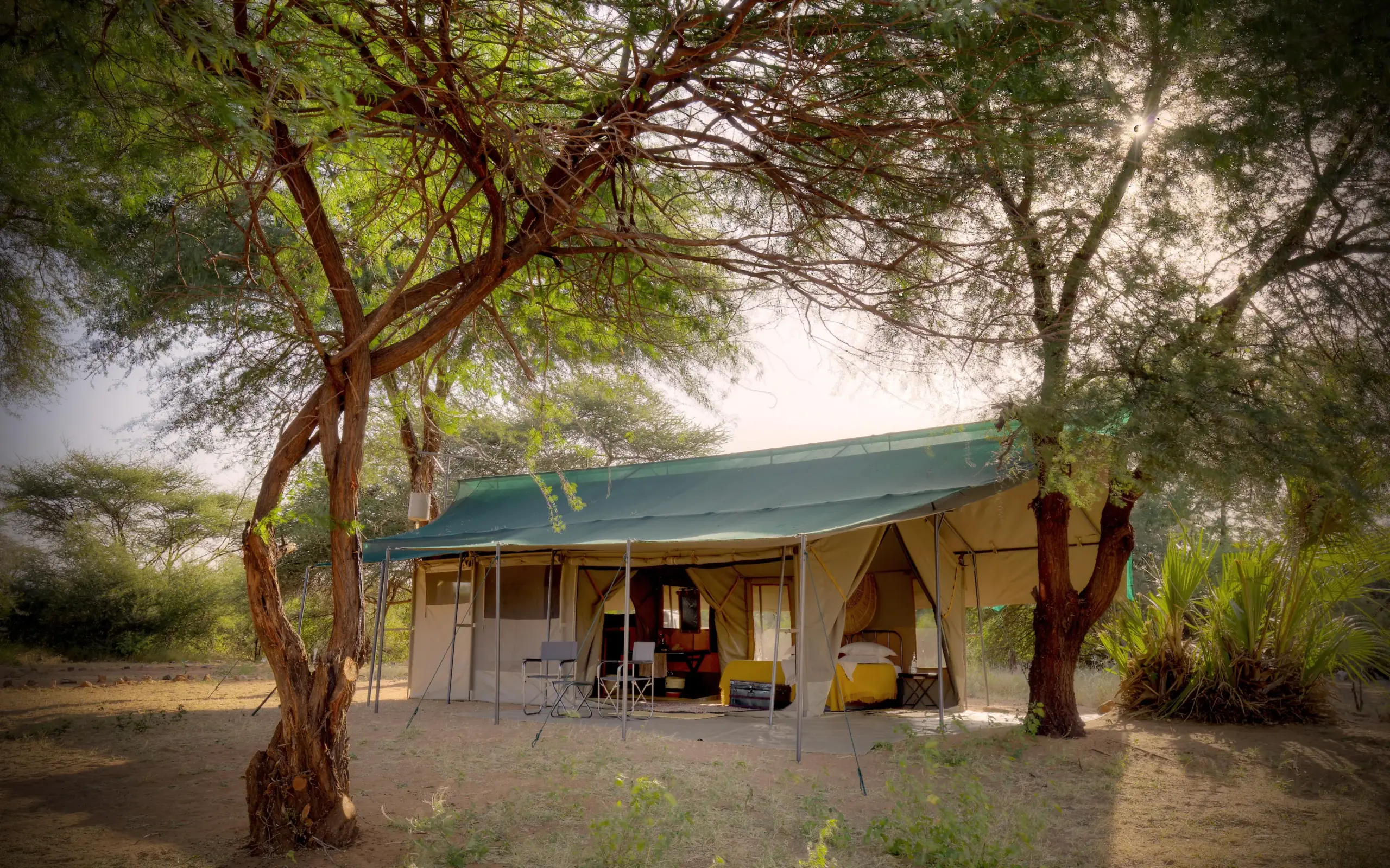 Safari camp tent beneath acacia trees in arid landscape, Sarara Wilderness, Northern Kenya, Kenya