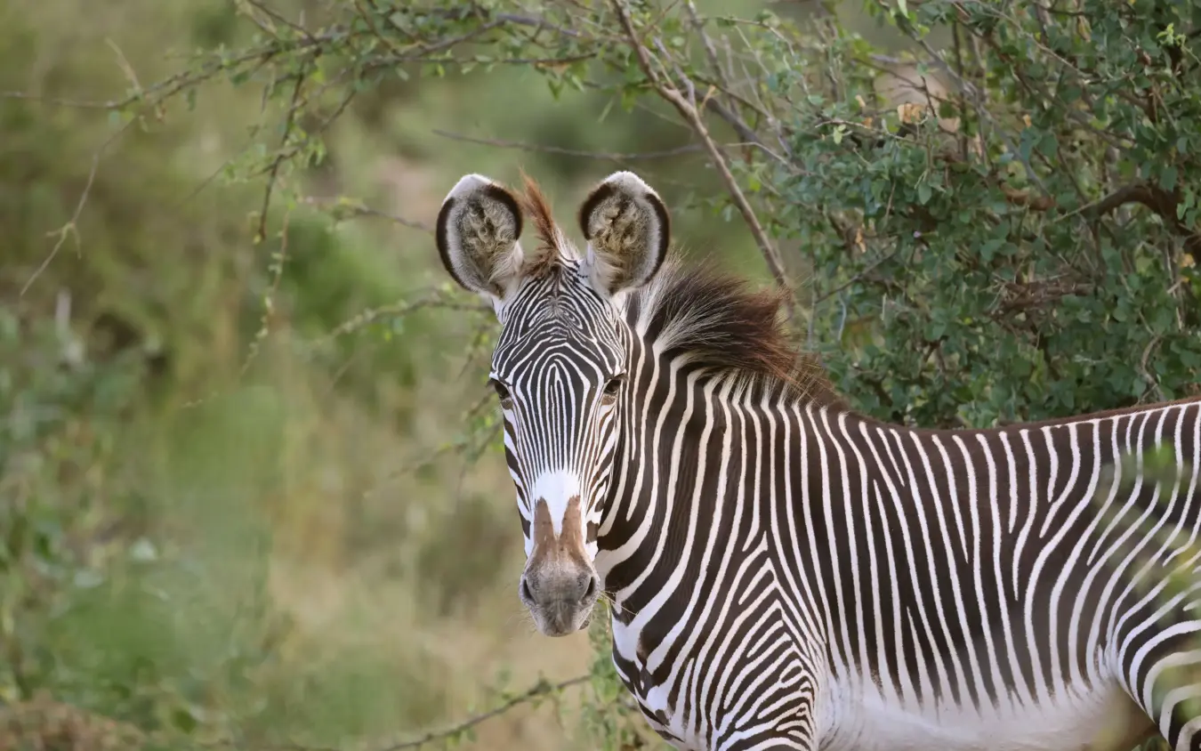 Zebra portrait among acacia tree branches in natural habitat, Sarara Wilderness, Northern Kenya, Kenya