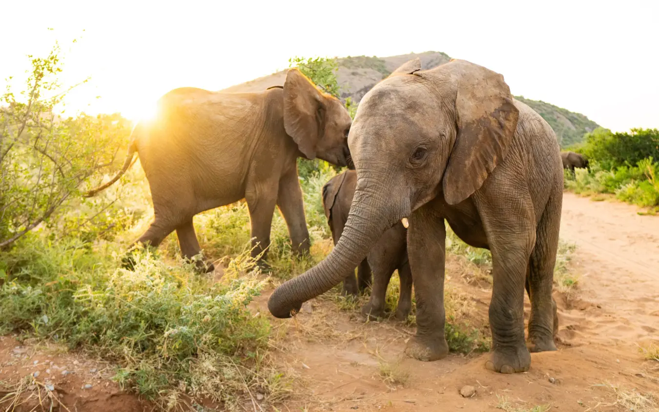 Two elephants browsing vegetation on dirt road at sunrise, Sarara Wilderness, Northern Kenya, Kenya