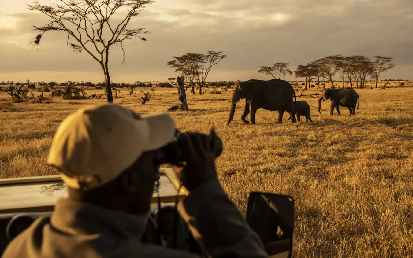 Photographer capturing elephants on savanna game drive at golden hour, Segera, Laikipia Highlands, Kenya