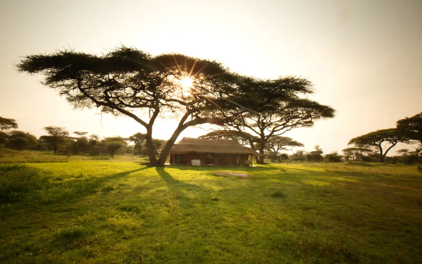 Acacia trees casting long shadows across grassland at sunset with lodge building, Serian Serengeti Mobile Kusini, Serengeti National Park, Tanzania