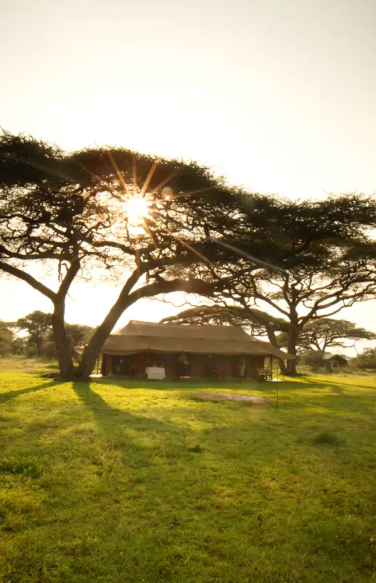 Lodge building under acacia trees at golden hour with expansive grassland, Serian Serengeti Mobile Kusini, Serengeti National Park, Tanzania