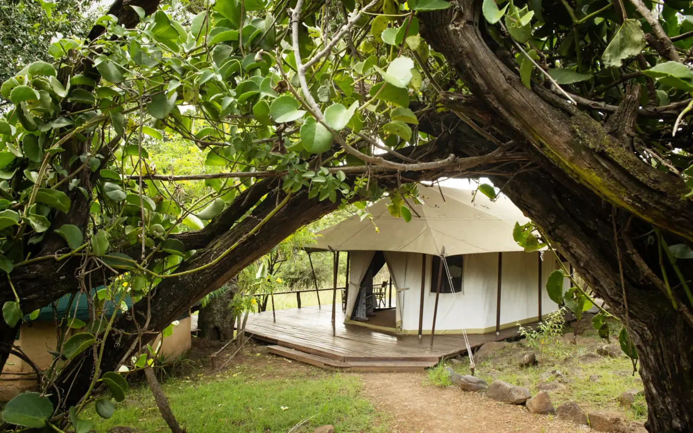 Canvas safari tent under sprawling acacia tree canopy, Serian “The Original”, Maasai Mara, Kenya