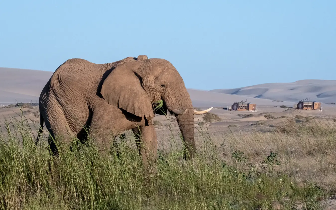 African elephant grazing in grassland with distant buildings, Shipwreck Lodge, Skeleton Coast, Namibia