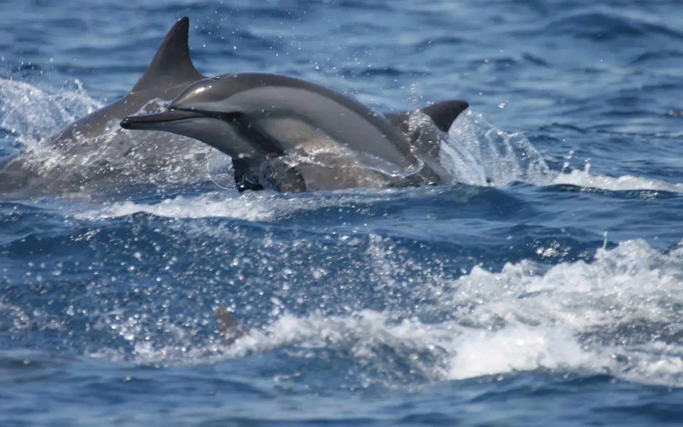 Dolphins leaping through ocean waves in shallow water, The Manta Resort, Zanzibar & Pemba, Tanzania