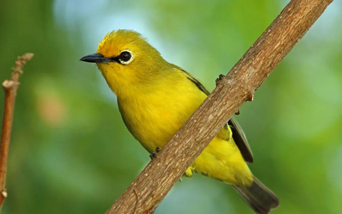 Bright yellow bird perched on brown branch, The Manta Resort, Zanzibar & Pemba, Tanzania