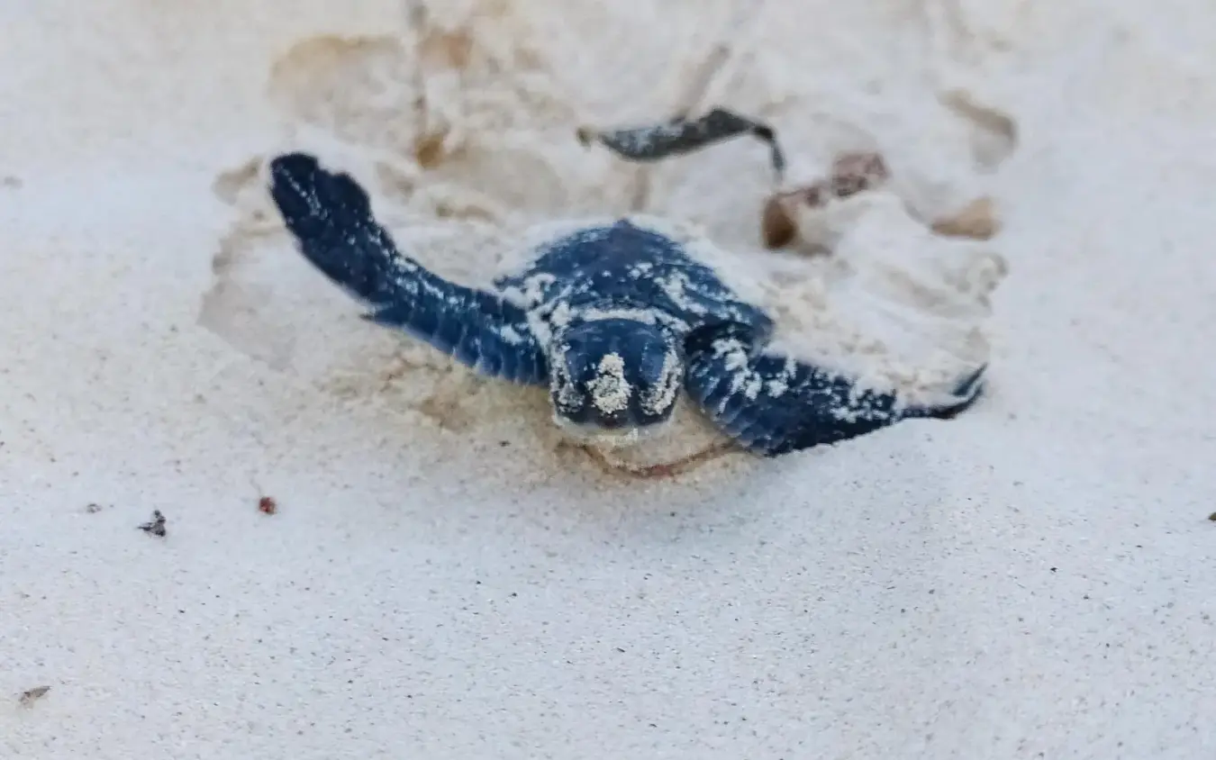 Baby sea turtle hatchling emerging from sand on beach, Chale Island, Diani Beach, Kenya