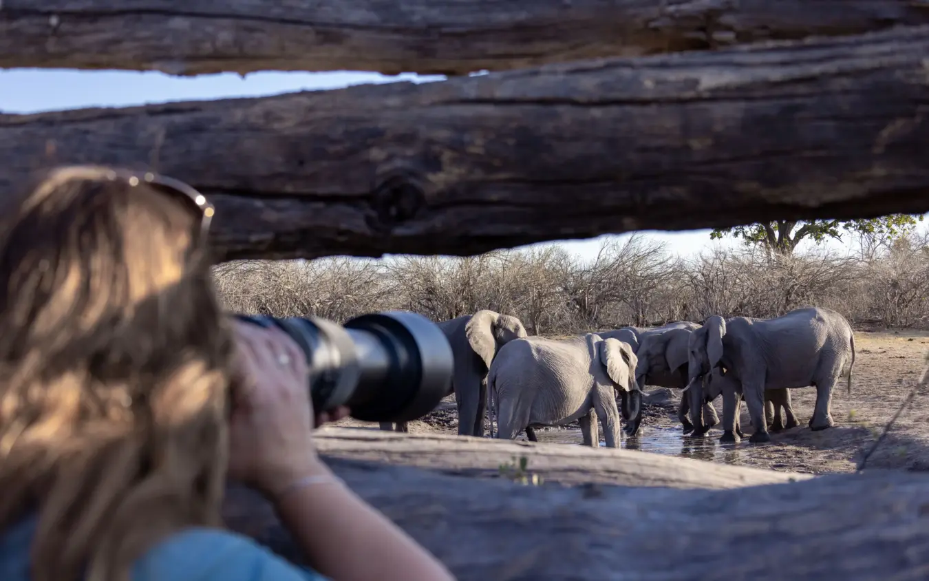 Photographer with telephoto lens capturing elephants at waterhole, Savuti Camp, Linyanti Wildlife Reserve, Botswana