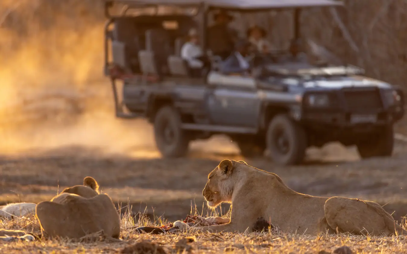 Lions resting on ground with safari vehicle in dusty background, Savuti Camp, Linyanti Wildlife Reserve, Botswana