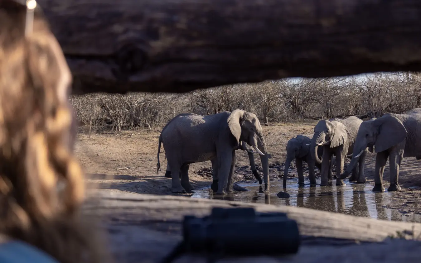 Elephant herd drinking at waterhole at golden hour, Savuti Camp, Linyanti Wildlife Reserve, Botswana