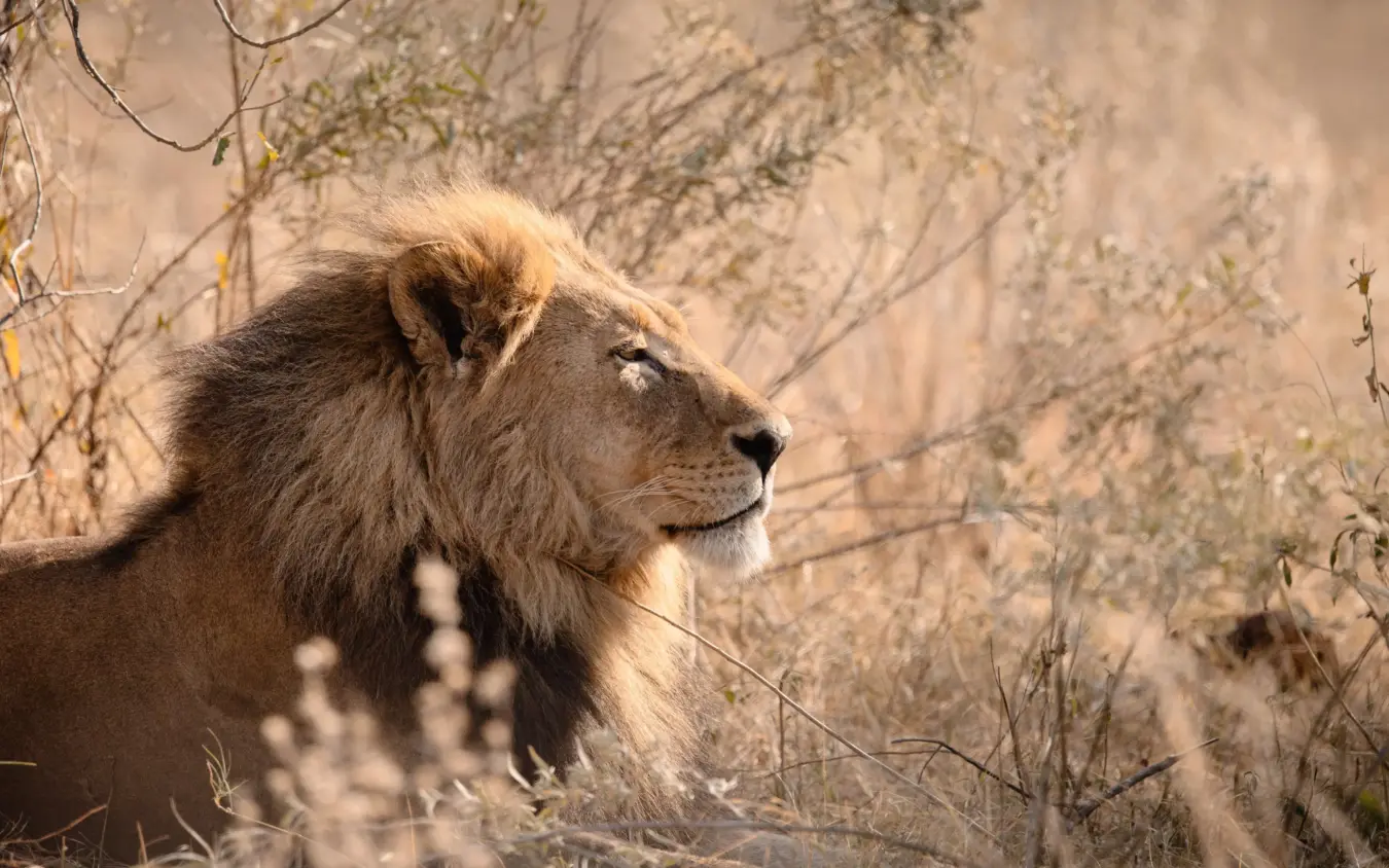 Male lion with dark mane resting in dry savanna scrubland, Savuti Camp, Linyanti Wildlife Reserve, Botswana