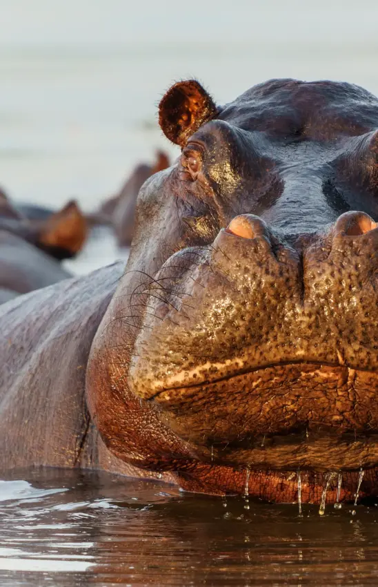 Hippopotamuses in water with heads above surface, Mweya Safari Lodge, Queen Elizabeth NP, Uganda