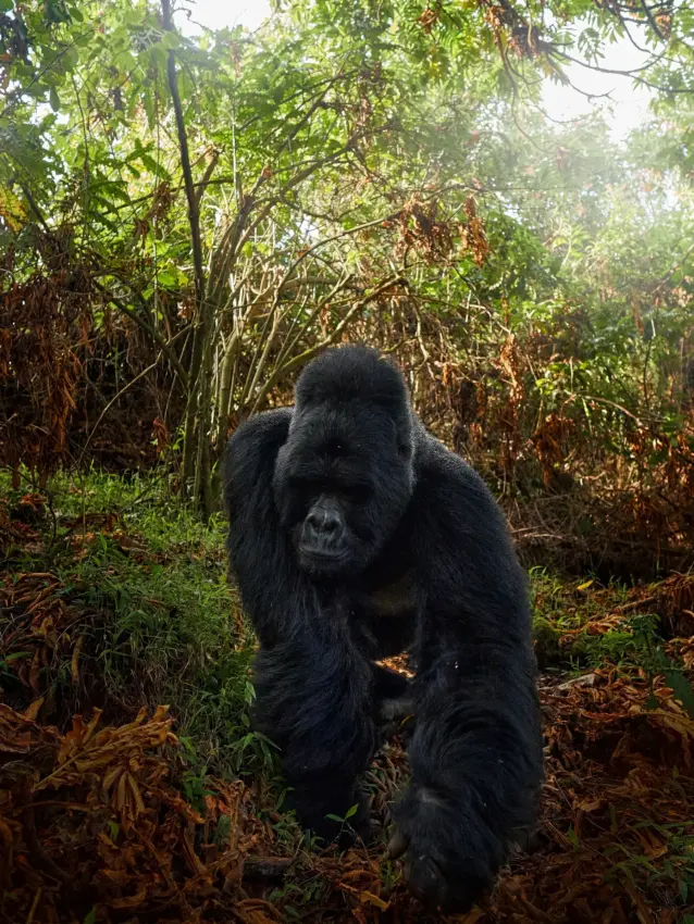 Western lowland gorilla walking through dense forest vegetation, Mahogany Springs, Bwindi Impenetrable Forest, Uganda