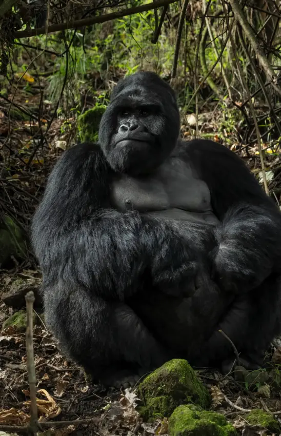 Western lowland gorilla sitting in dense forest habitat, Amakoro Songa Lodge, Volcanoes National Park, Rwanda