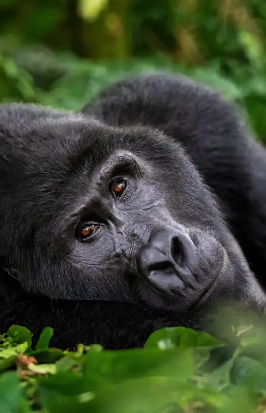 Western lowland gorilla peering through dense green vegetation, Five Volcanoes, Volcanoes National Park, Rwanda