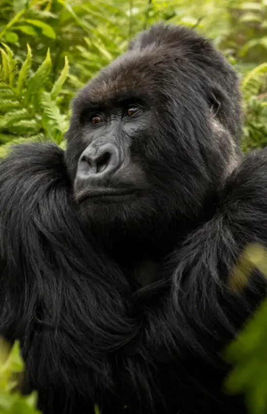 Western lowland gorilla in dense forest vegetation looking toward camera, Five Volcanoes, Volcanoes National Park, Rwanda