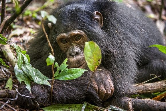 Chimpanzee Gabon