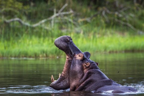 Gabon Hippo