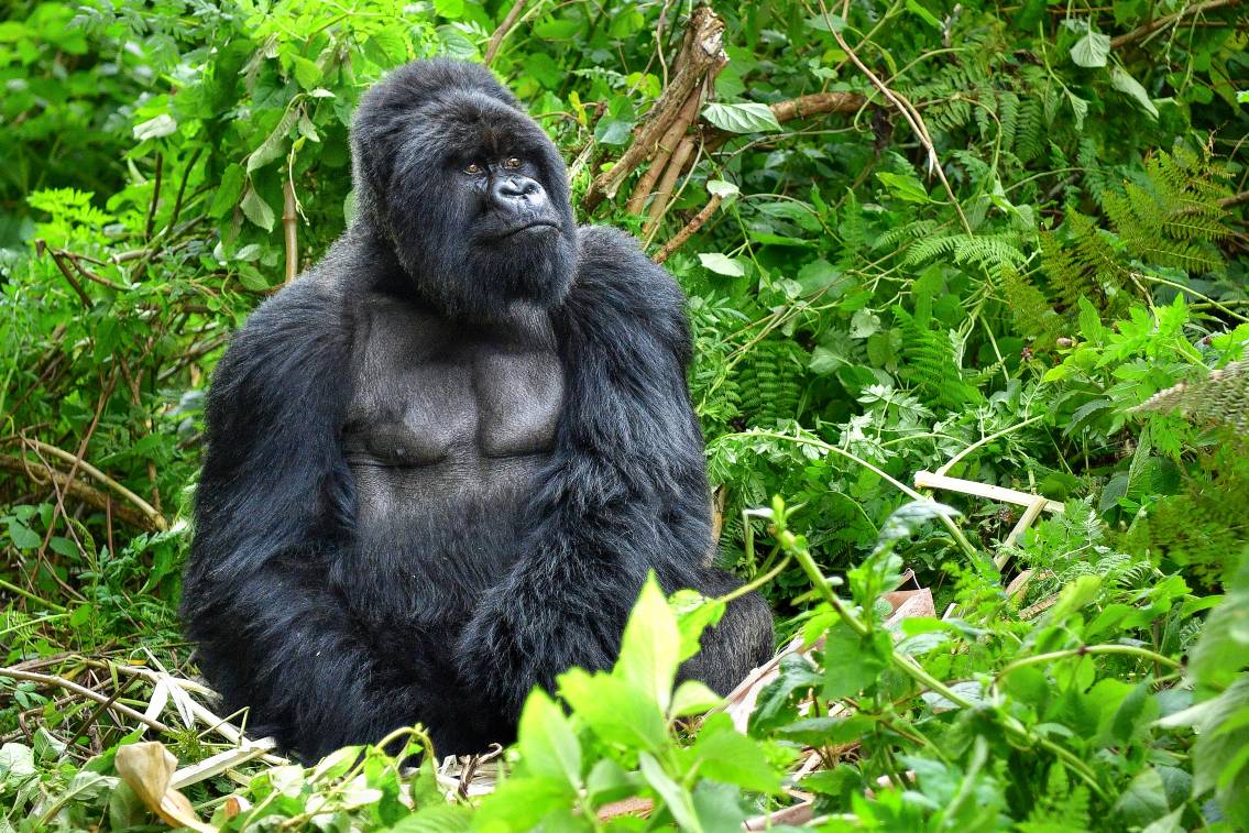 Uganda: Gorilla trekking adventure
